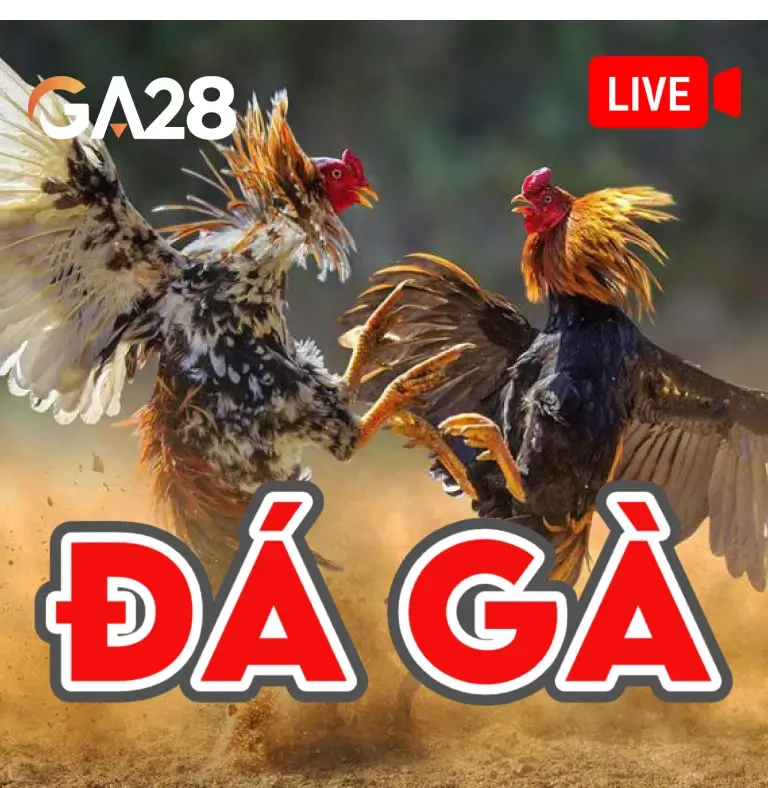NC88 Đá Gà Livestream